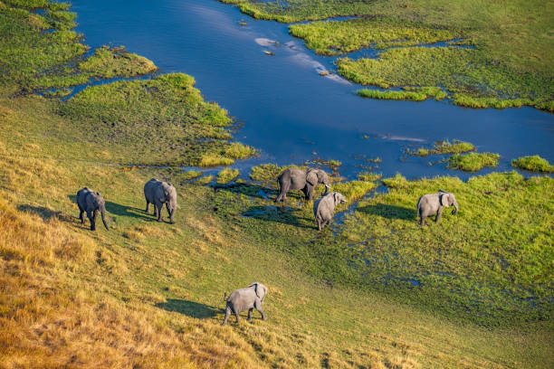 Okavango image